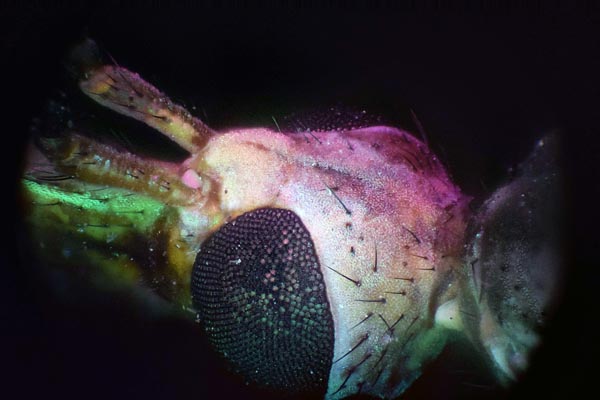 10x DLI crane fly head cross-eyed stereo pair